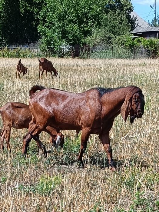 Англонубійскі кози