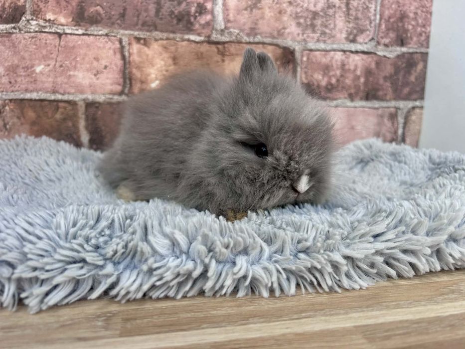 Króliczek karzełek Teddy mini króliki metryka