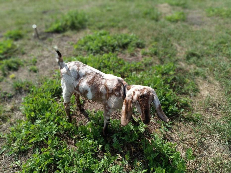 Англонумбійскі кози