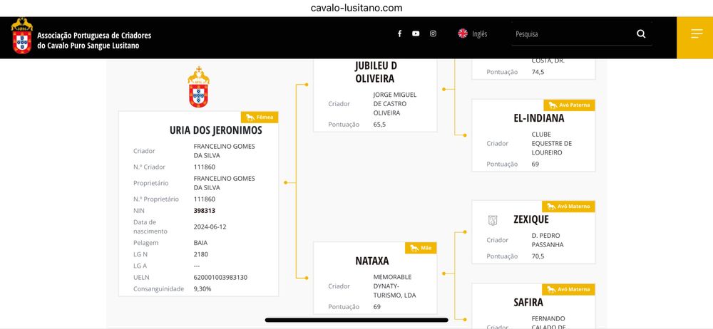Poldra lusitana preta 1 ano