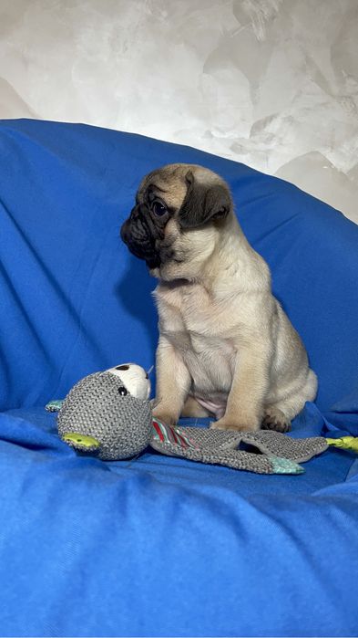 Щенки мопса с документами