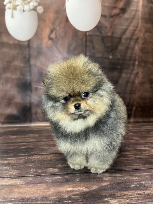 Шпіц померанський хлопчик