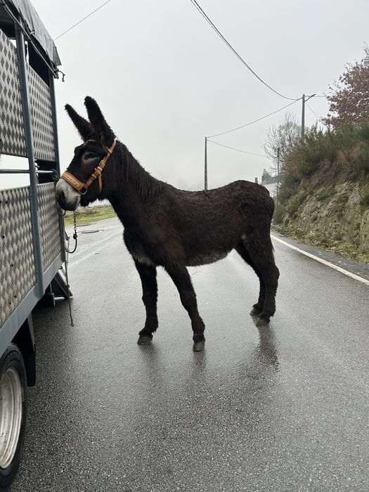 Burra Cruzada Mirandesa