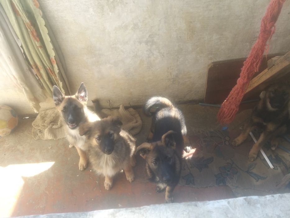 Отдам щенков заподно сибирской лайки