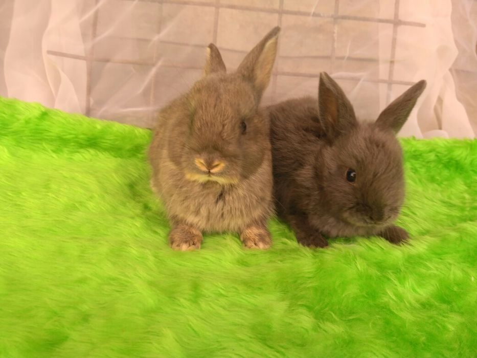 Декоративні кролики