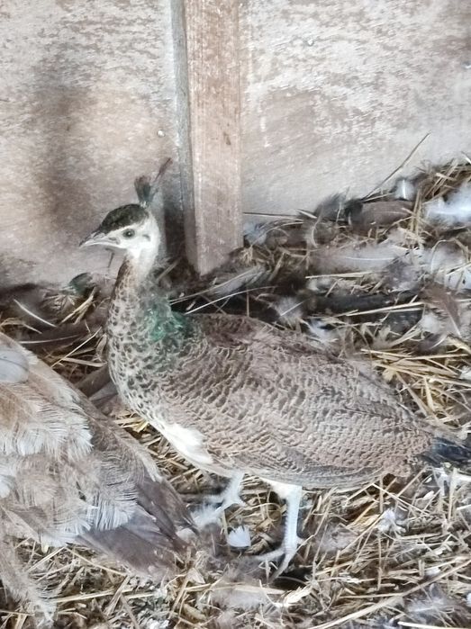 Pawie Indyjskie. Para