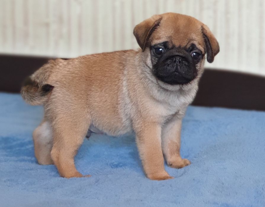 Бомбезні МопсЮлі