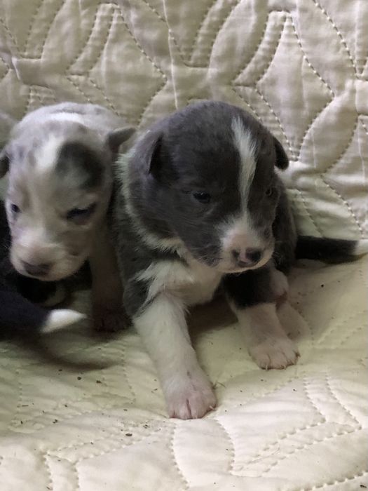 Щенки бордер колли