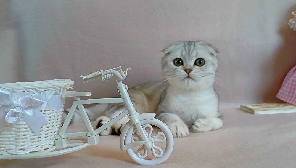 Надзвичайна красуня дівчинка породи Scottish fold