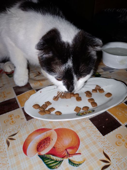 Котуся в хороші ручки