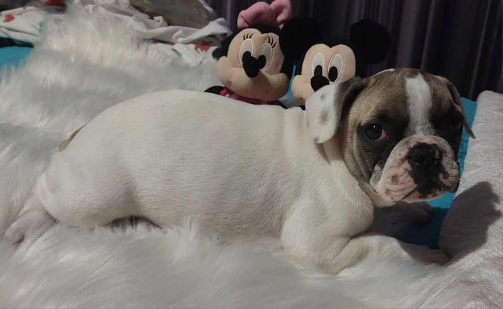 Bulldog francês menina