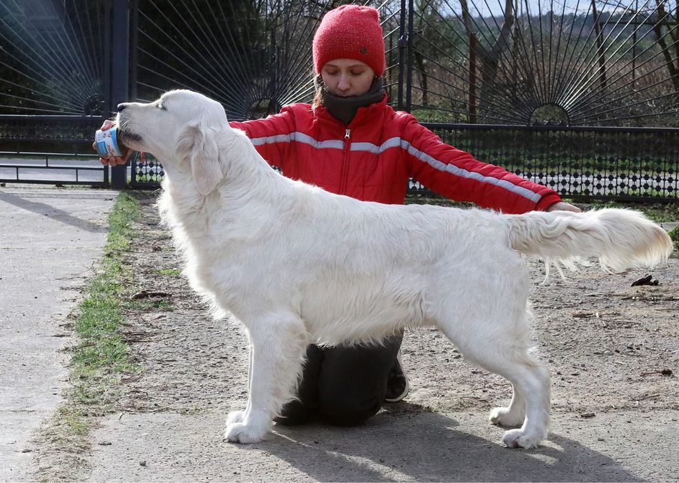 Шикарный кобель золотистого ретривера