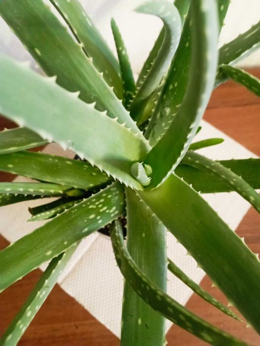 Алоэ древовидное (столетник), Красула