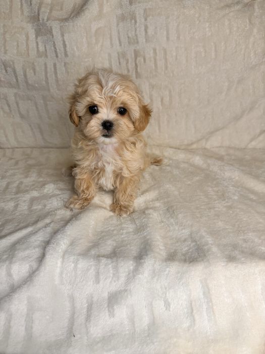 Мальтіпу дівчинка,є хлопчики