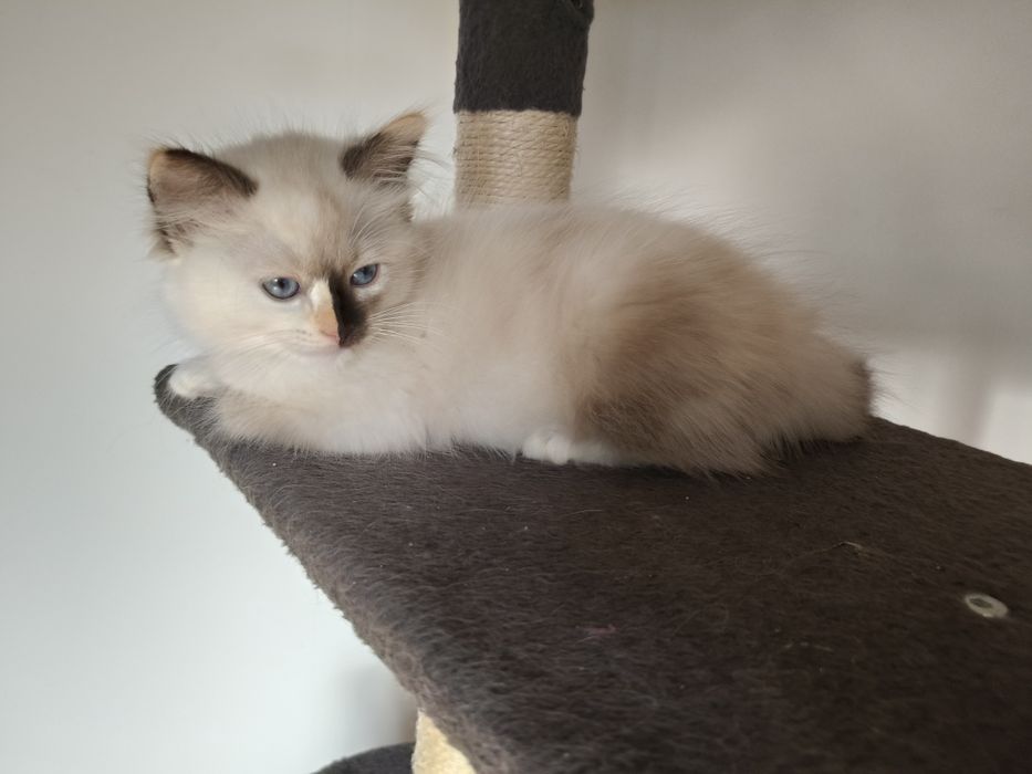 Ragdoll koteczka  Fife/FPL na wrzesień