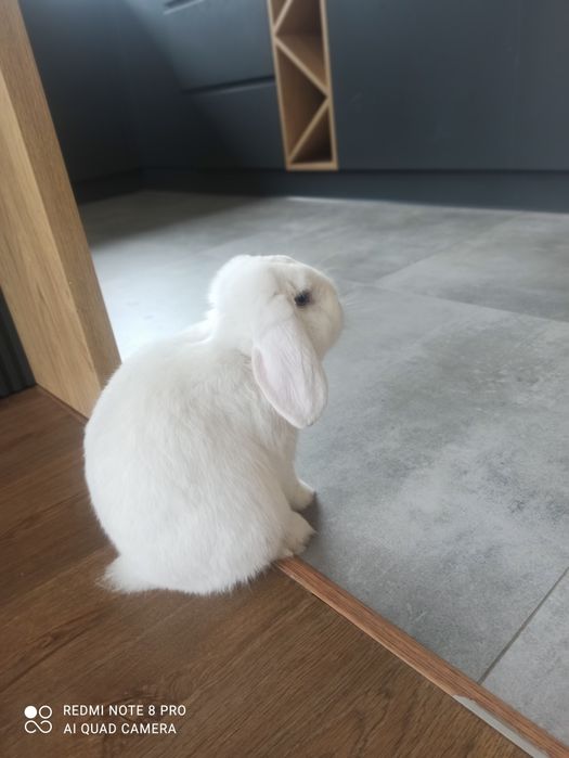 Sprzedam króliczka mini lop