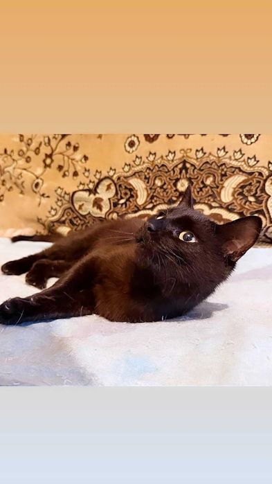 Отдам черного кота, 6 месяцев