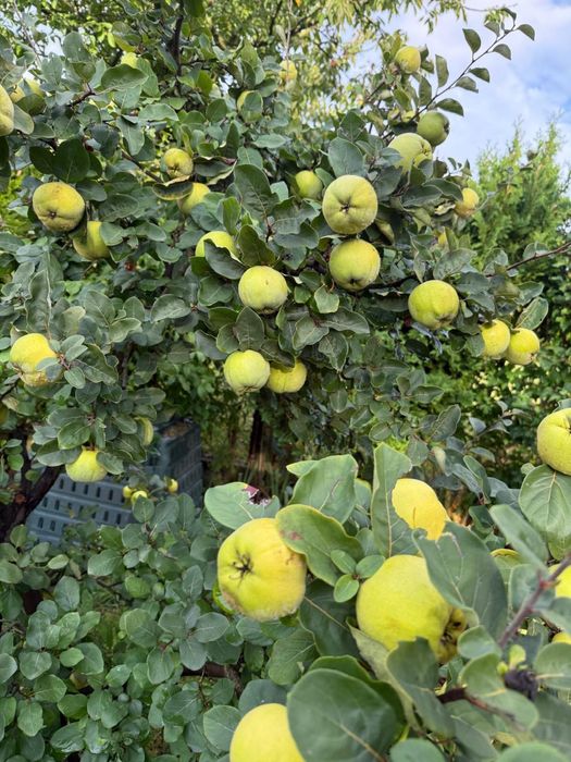 Pigwa jablkowa z wlasnej dzialki