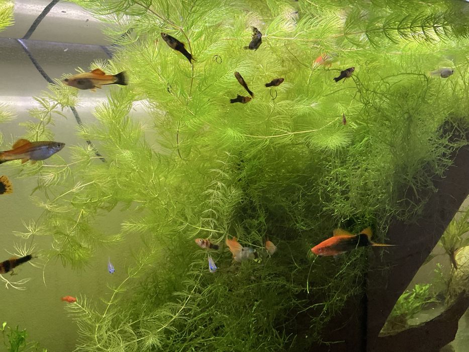 Peixes tropicais espada musgo java windelow