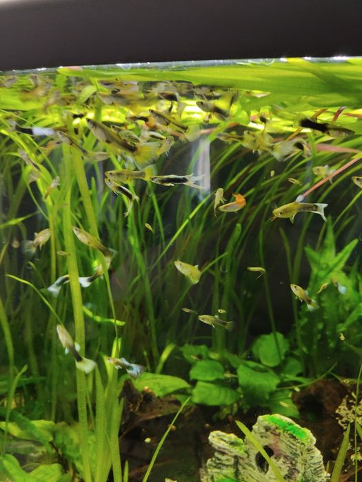 Pawie oczko, głupiki 30