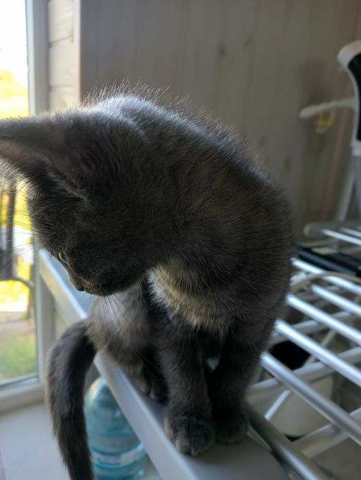 Грайливе кошеня шукає люблячу сім'ю