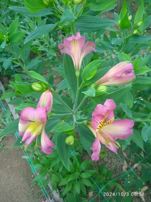 Продам коріння альстромерії.