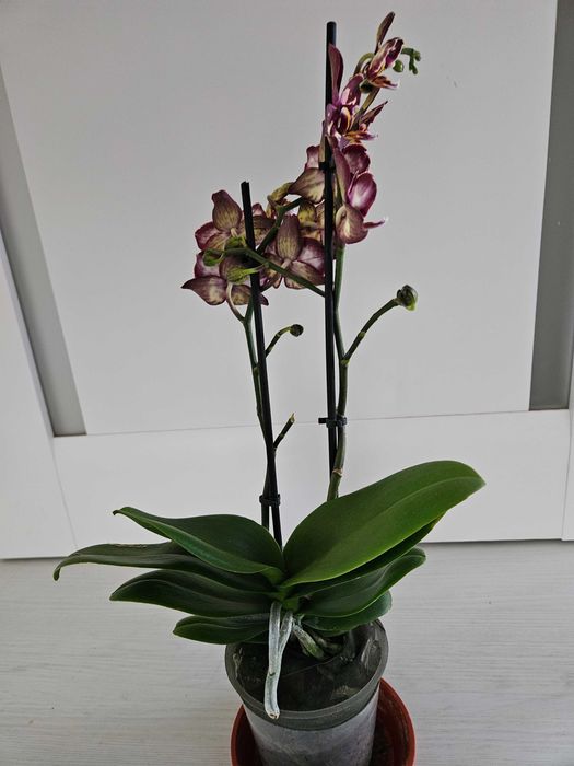Орхидея Клубничный пирог (Phalaenopsis Strawberry Cake) .