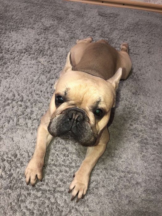 Вязка французского бульдога