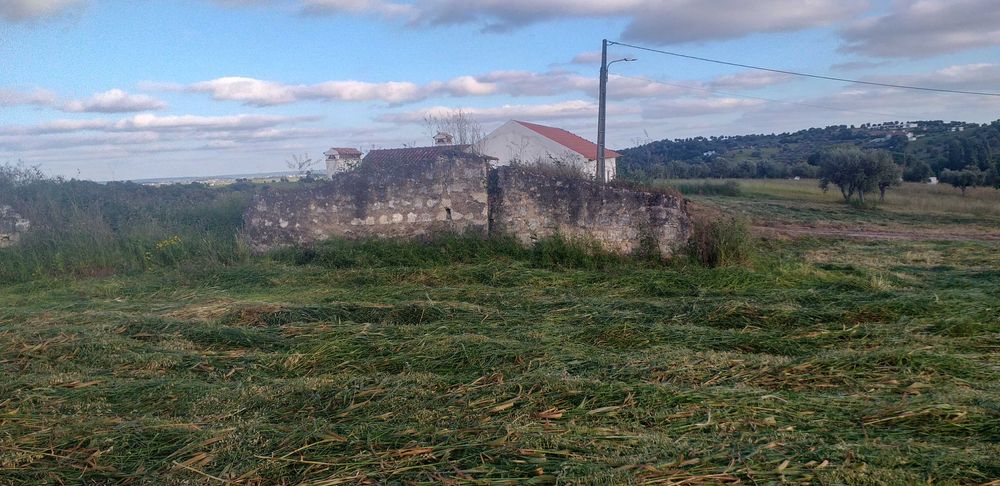 Terreno com olival  tradicional  14000 m2 e possibilidade de construção de  moradia com 140 m2