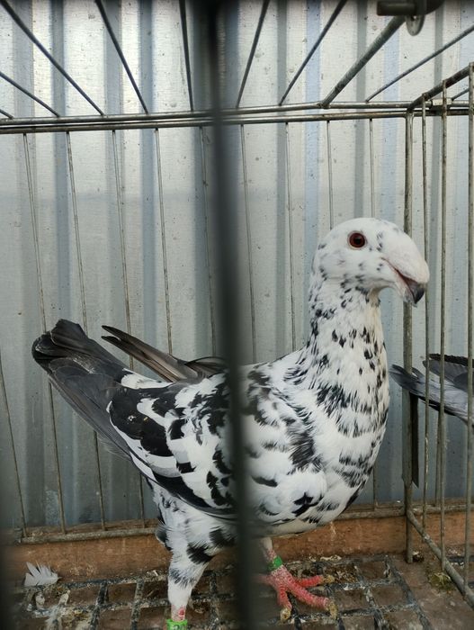 Niemiecki wystawowy samiec 25r.