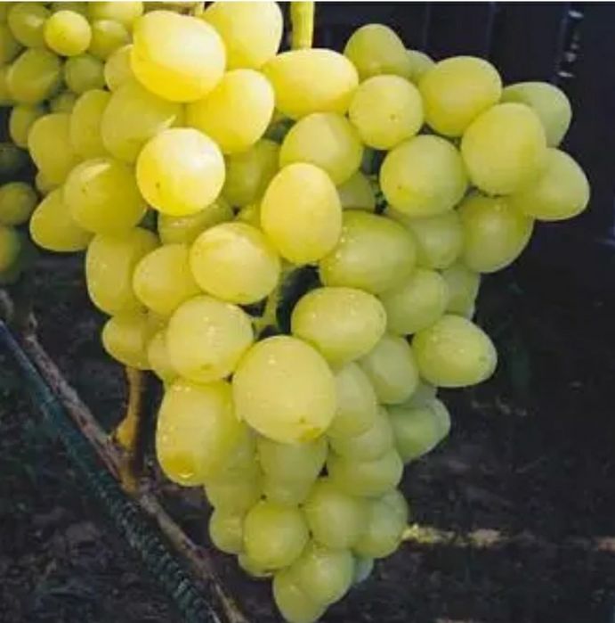 Виноград саженцы