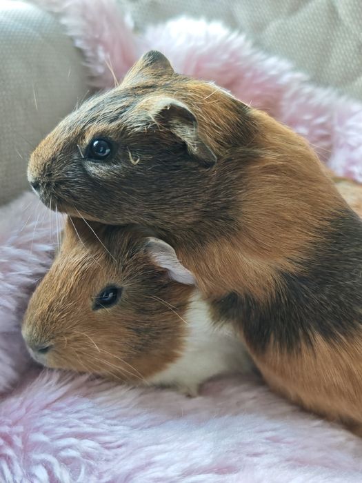 Świnka morska samiczki