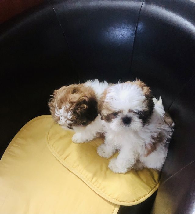 Shih tzu szczeniaczek
