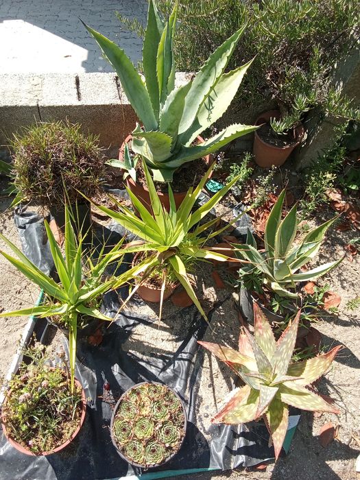 Suculentas variadas e agaves
