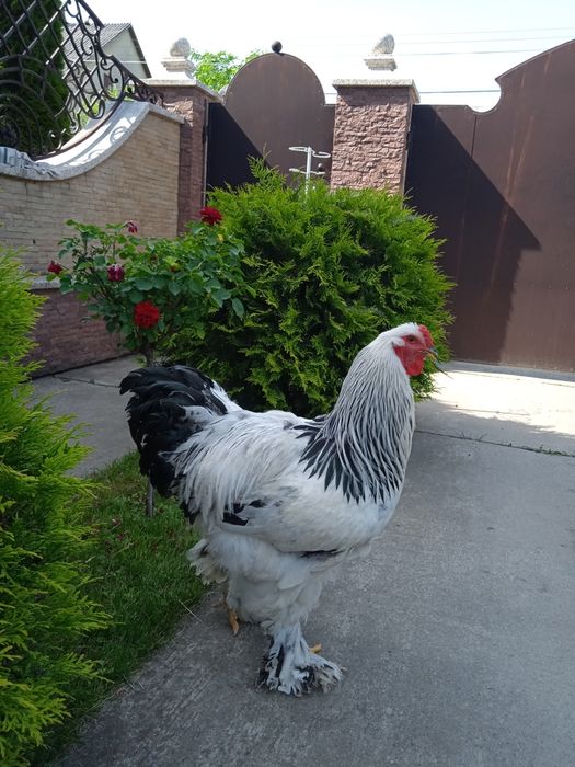 Пітух Світлої Брами