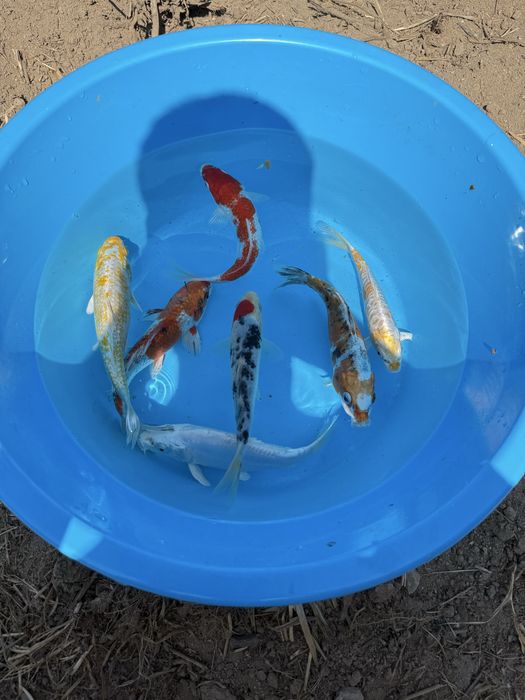 Carpas koi para desocupar