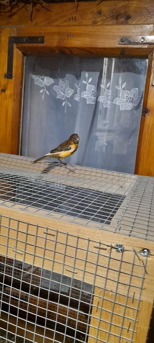 sprzedam młode kanarki