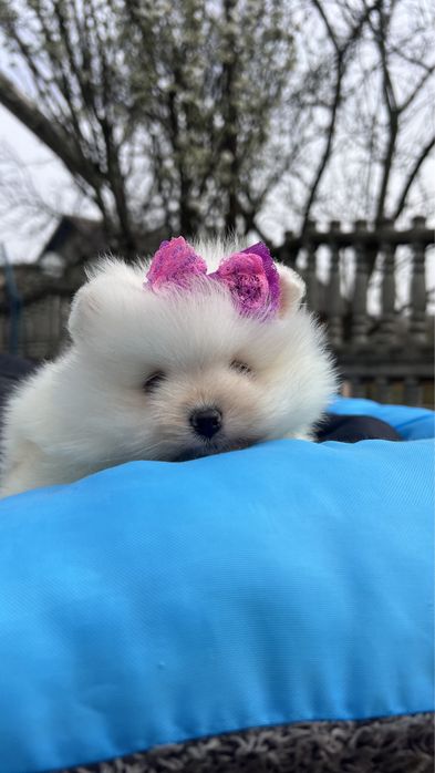 Дівчинка помераночка
