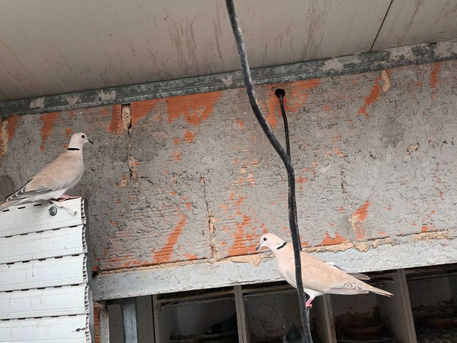 Rolas castanhas ,brancas e outras