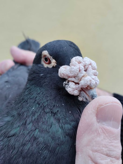 Gołębie pocztowe Fabry, stara linia, WYSYŁKA, gołębie pocztowe