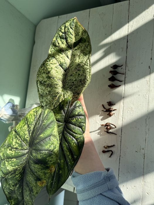 Алоказия Dragon Scale Mint Драгон Скейл Минт клубень