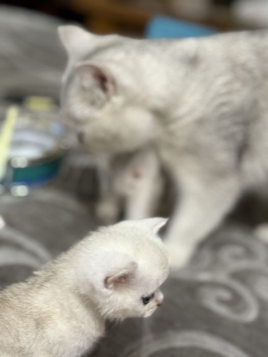 Продам котят Британская шиншилла