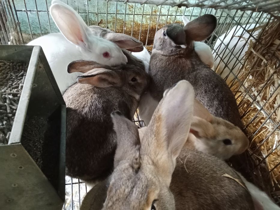 Vendo coelhos caseiros