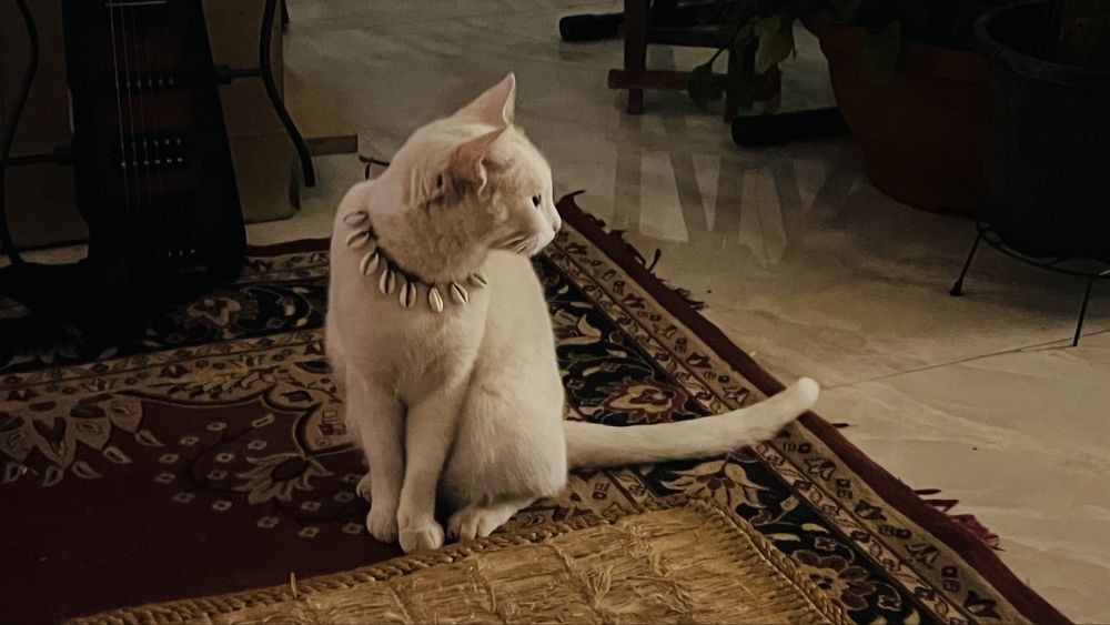 Pet-sitting de Gatos