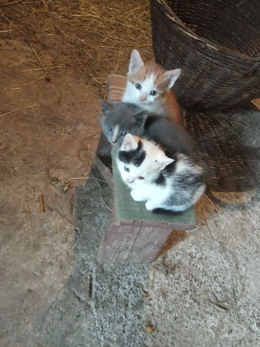 Кошенята бездомні 1 місяць