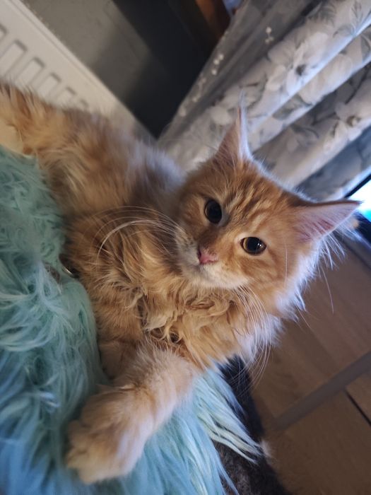 Dziewczynka Maine Coon