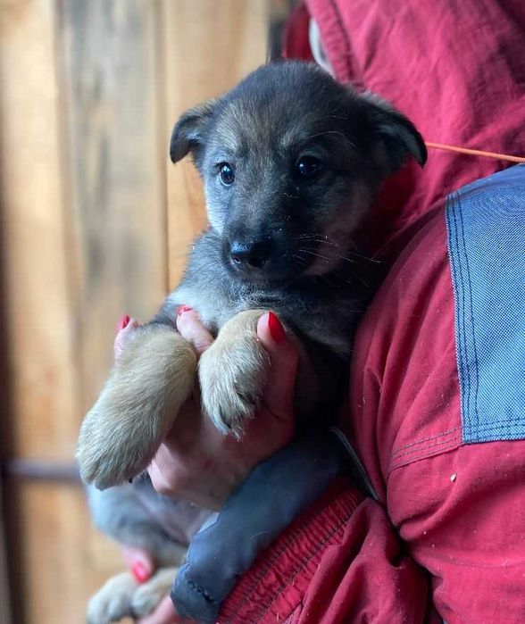 Цуценята в найкращі руки