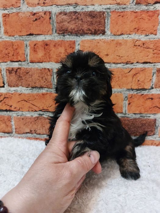 Dziewczynka Shih-tzu
