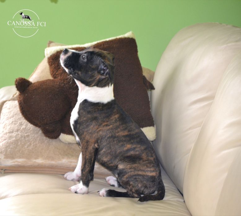 suczka American Staffordshire Terrier, AmStaff  z rod.