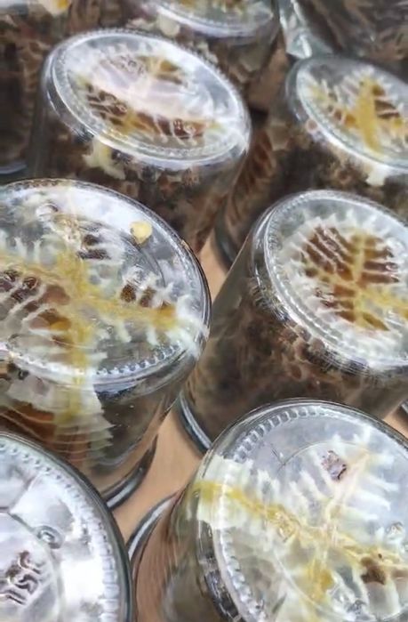 Продам соти з медом в баночках